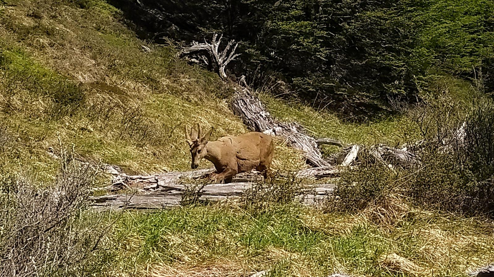 Huemul en medio del valle