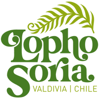 Lophosoria "conectando bosque y alma"
