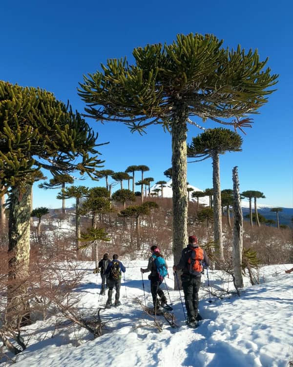 Sierra Nevada - Parque nacional Conguillio 4