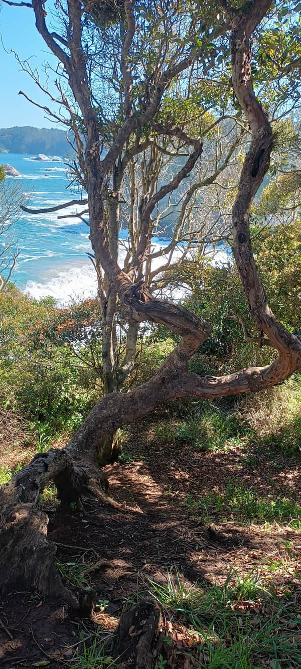 Caminata Desembocadura del río Bío Bío 6