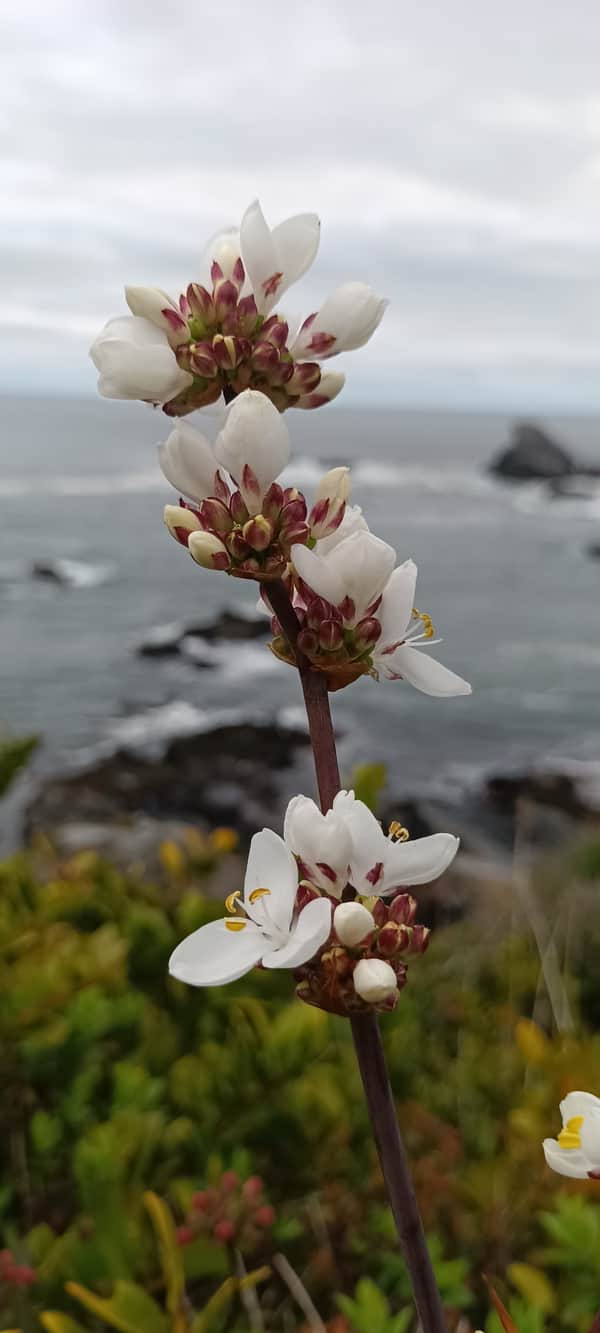 Caminata Desembocadura del río Bío Bío 3