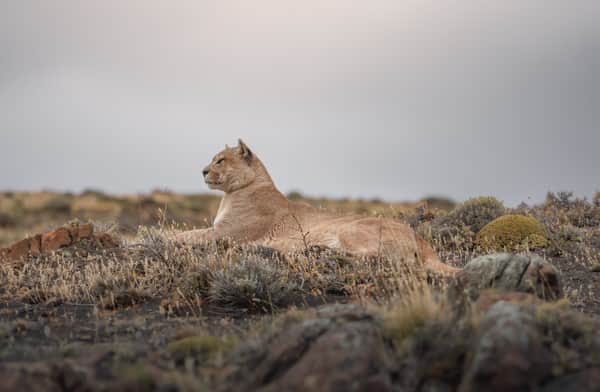 AVISTAMIENTO DE PUMAS Y VIDA SALVAJE 7