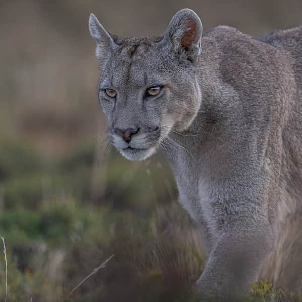 AVISTAMIENTO DE PUMAS Y VIDA SALVAJE 3