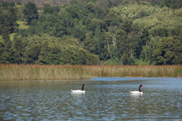 Tour AM SUP o Kayak: Santuario de la Naturaleza 7