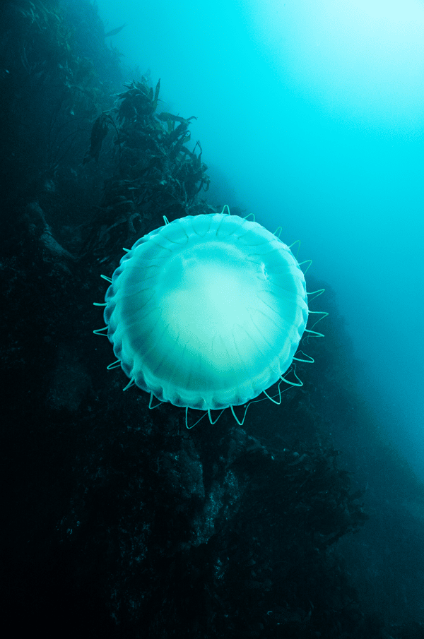 Buceo para certificados en Caleta Huiro 6