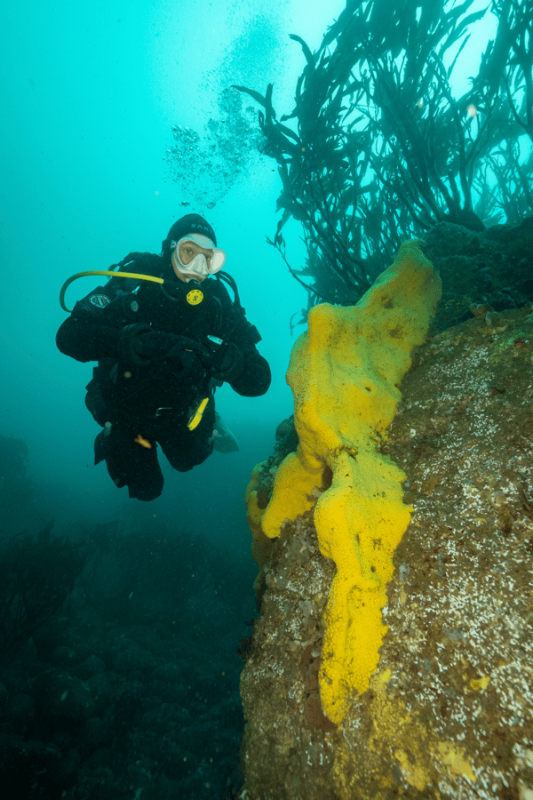 Buceo para certificados en Caleta Huiro
