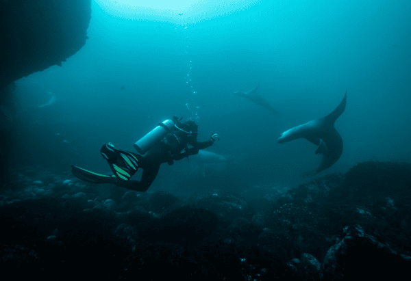 Buceo para certificados en Caleta Huiro 9