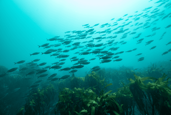 Buceo para certificados en Caleta Huiro 10