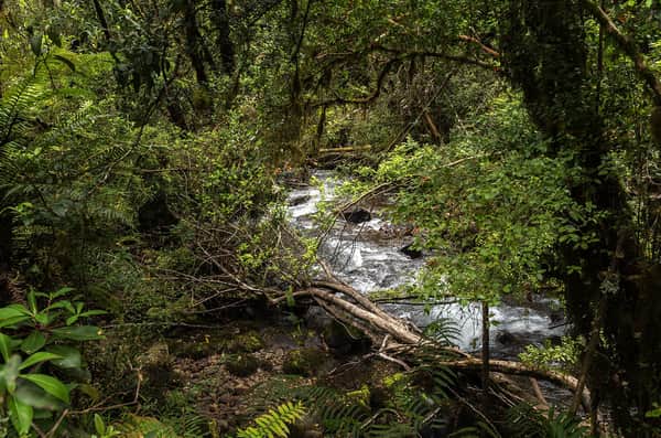 Trekking ou Cavalgada Laguna Cayutué 3