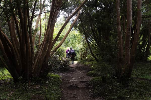 Trekking ou Cavalgada Laguna Cayutué 6