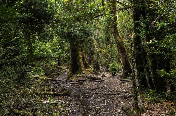 Trekking ou Cavalgada Laguna Cayutué 5