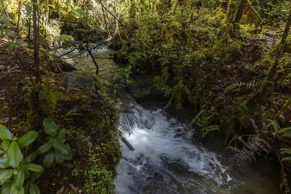 Trekking ou Cavalgada Laguna Cayutué 9