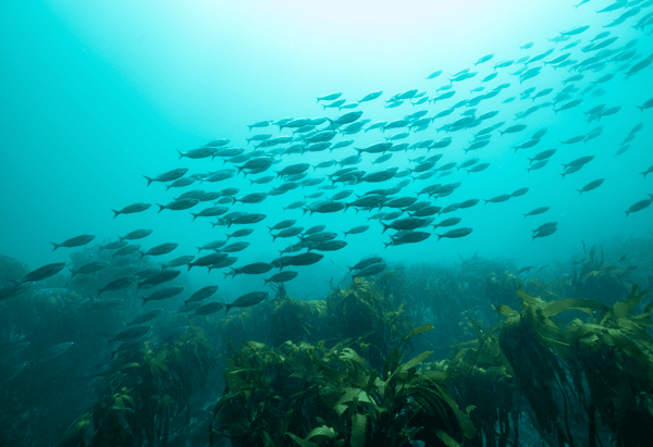 Iniciación al buceo recreativo en Caleta Huiro 5