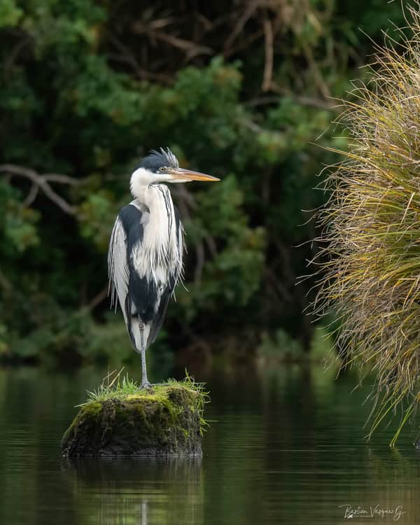 Observación de aves y flora en kayak río Cutipay 9
