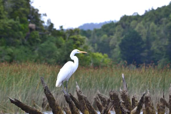 Observación de aves y flora en kayak río Cutipay 3