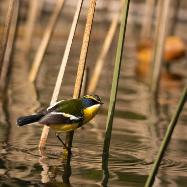 Observación de aves y flora en kayak río Cutipay 5