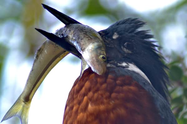 Observación de aves y flora en kayak río Cutipay 6