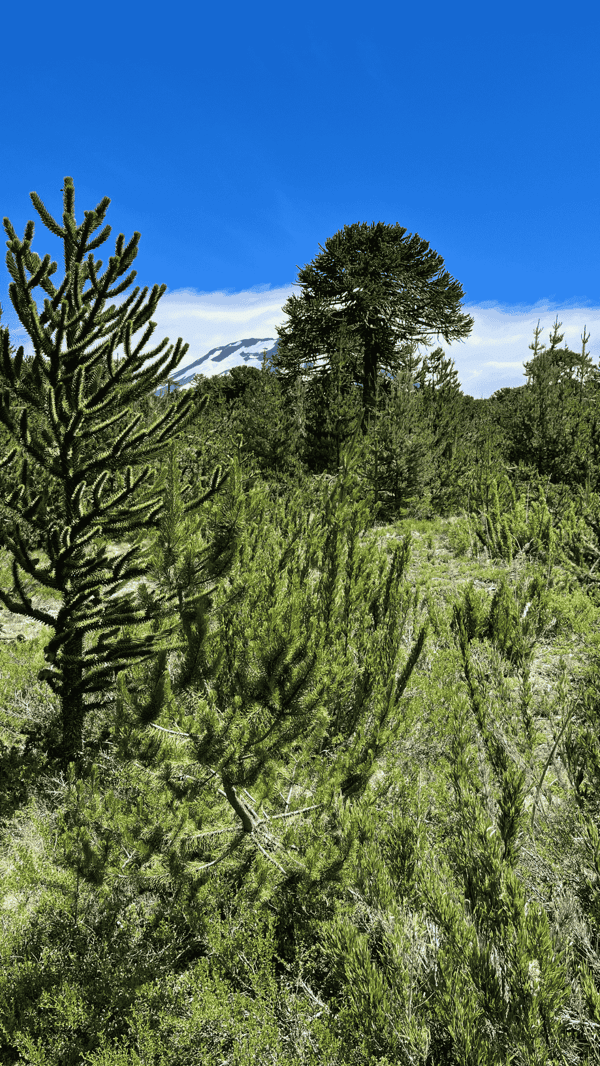 Araucanía Andina: Naturaleza y Tradición 5