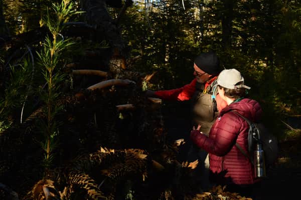 Trekking Lagunas Andinas & Bosque de Araucarias