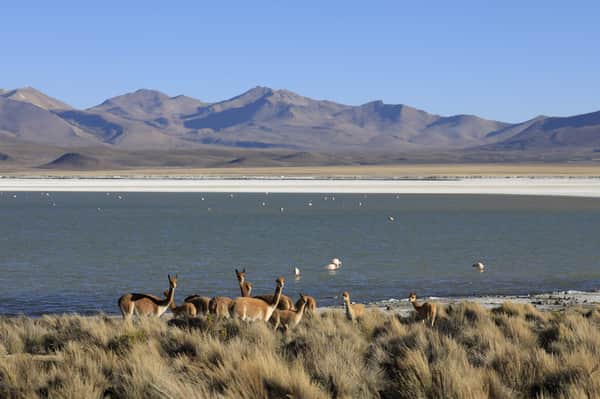 Excursión Salar de Surire