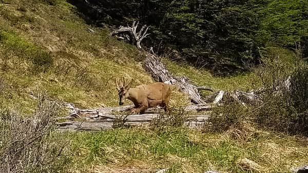 Huemul en medio del valle
