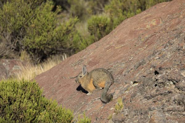 Excursión Parque Nacional Lauca 2
