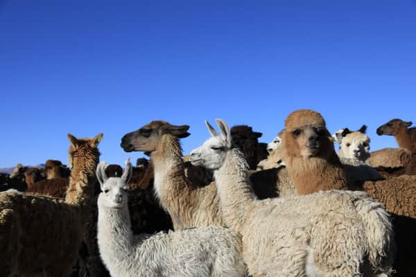 Excursión Parque Nacional Lauca 4