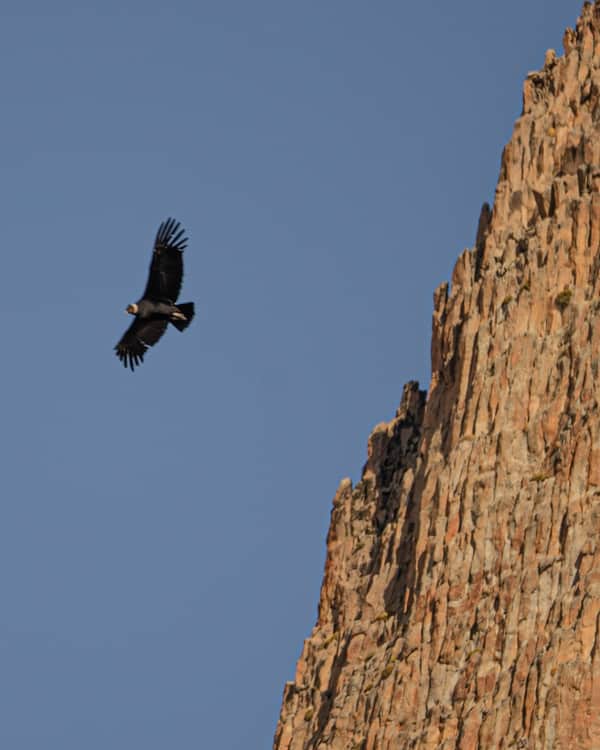 Cabalgata/ Porteo Cerro Colorado o Apidame 9