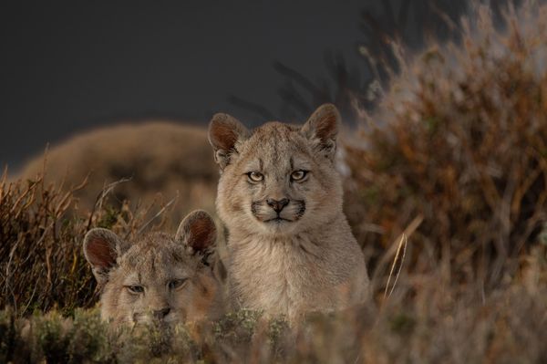 PUMA AND WILDLIFE SPOTTING