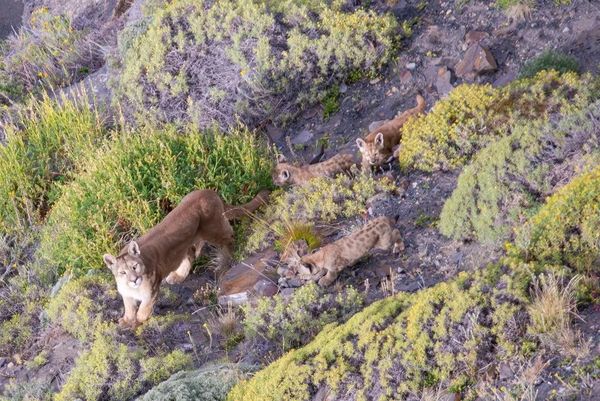 Puma Tracking Torres del Paine