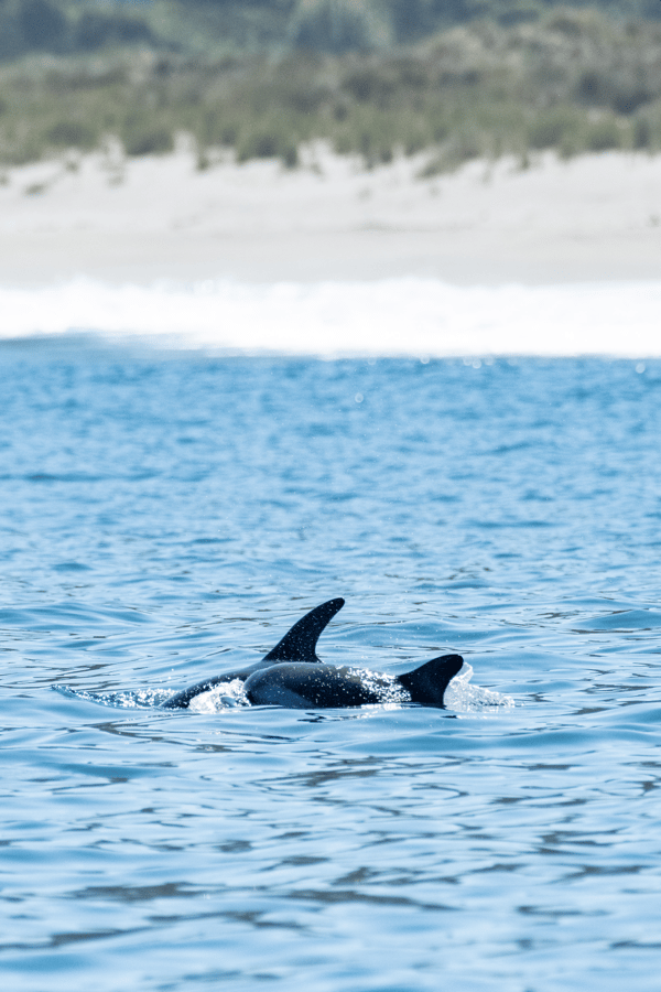 Navigation and marine wildlife in Chaihuin