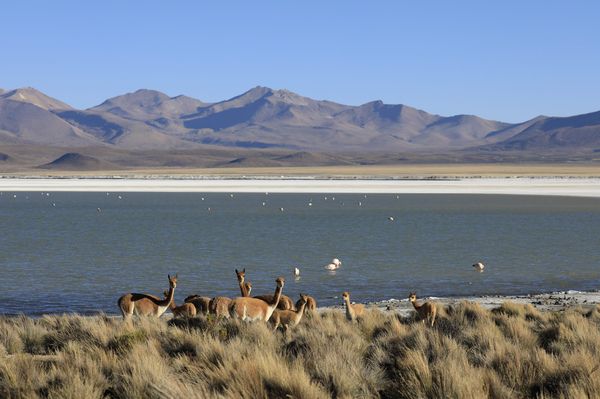 Salar de Surire Excursion